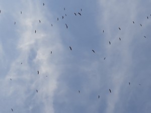 Rassemblement de vautours